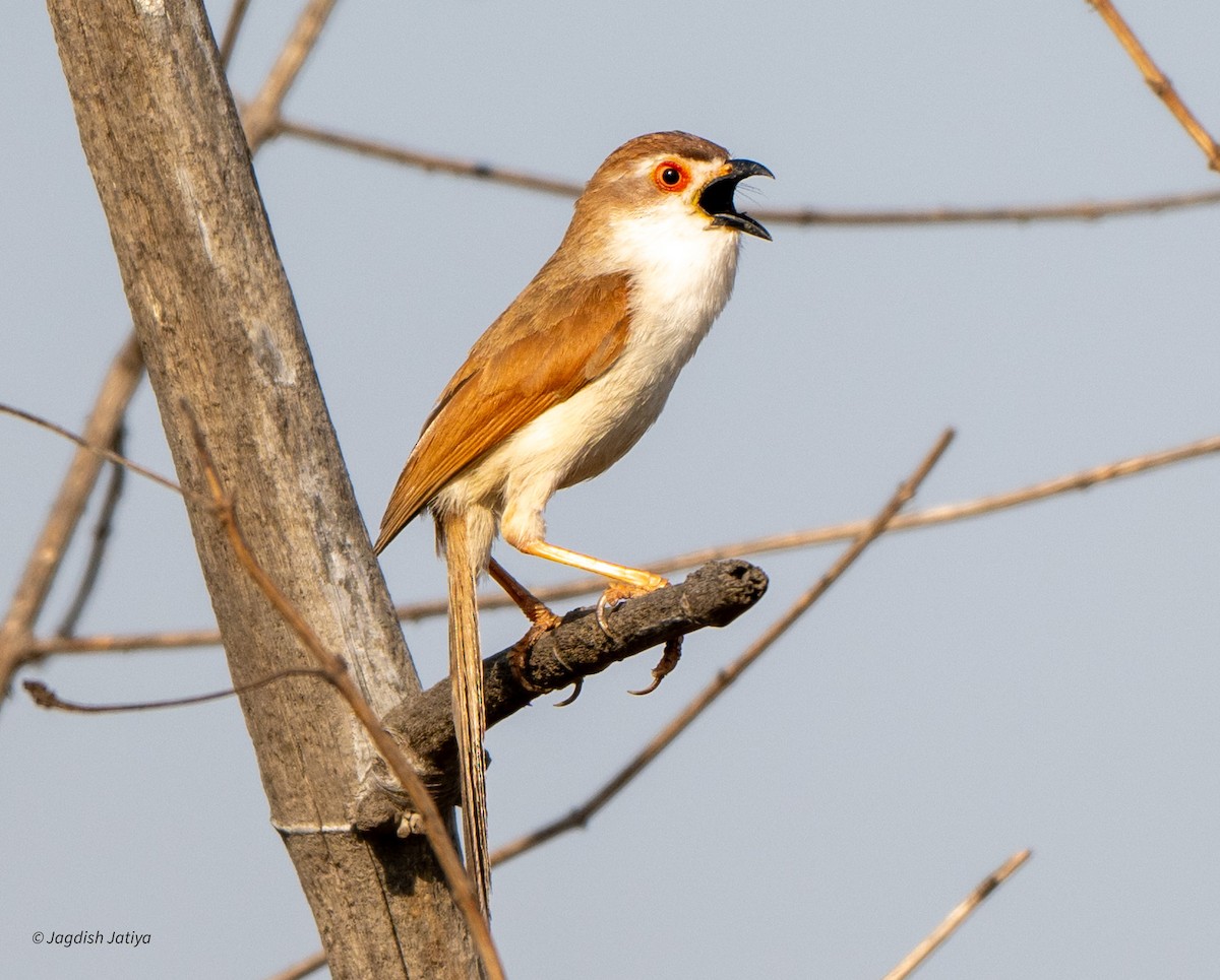 Yellow-eyed Babbler - Jagdish Jatiya