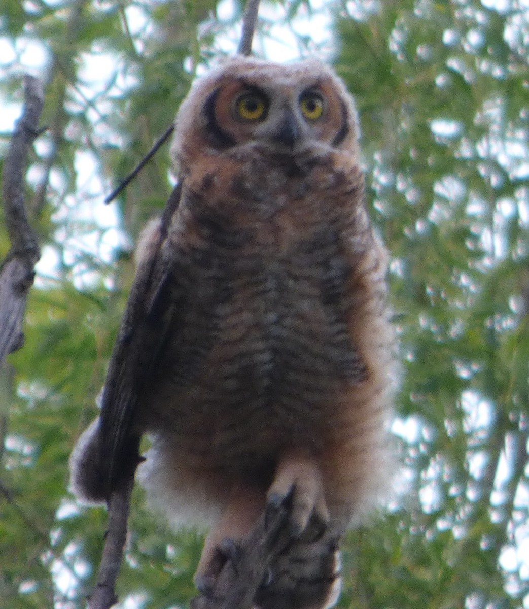 Great Horned Owl - ML618802269