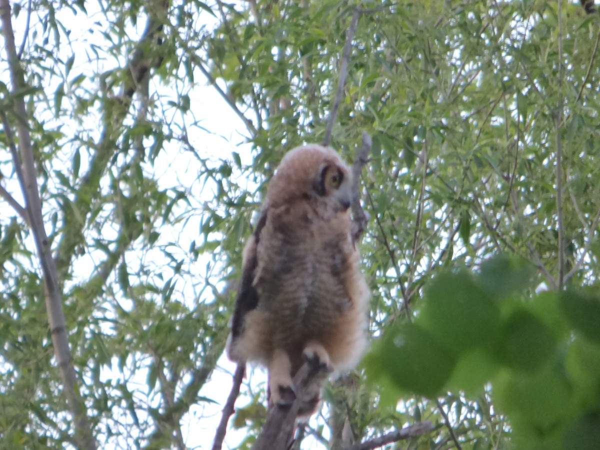 Great Horned Owl - ML618802270