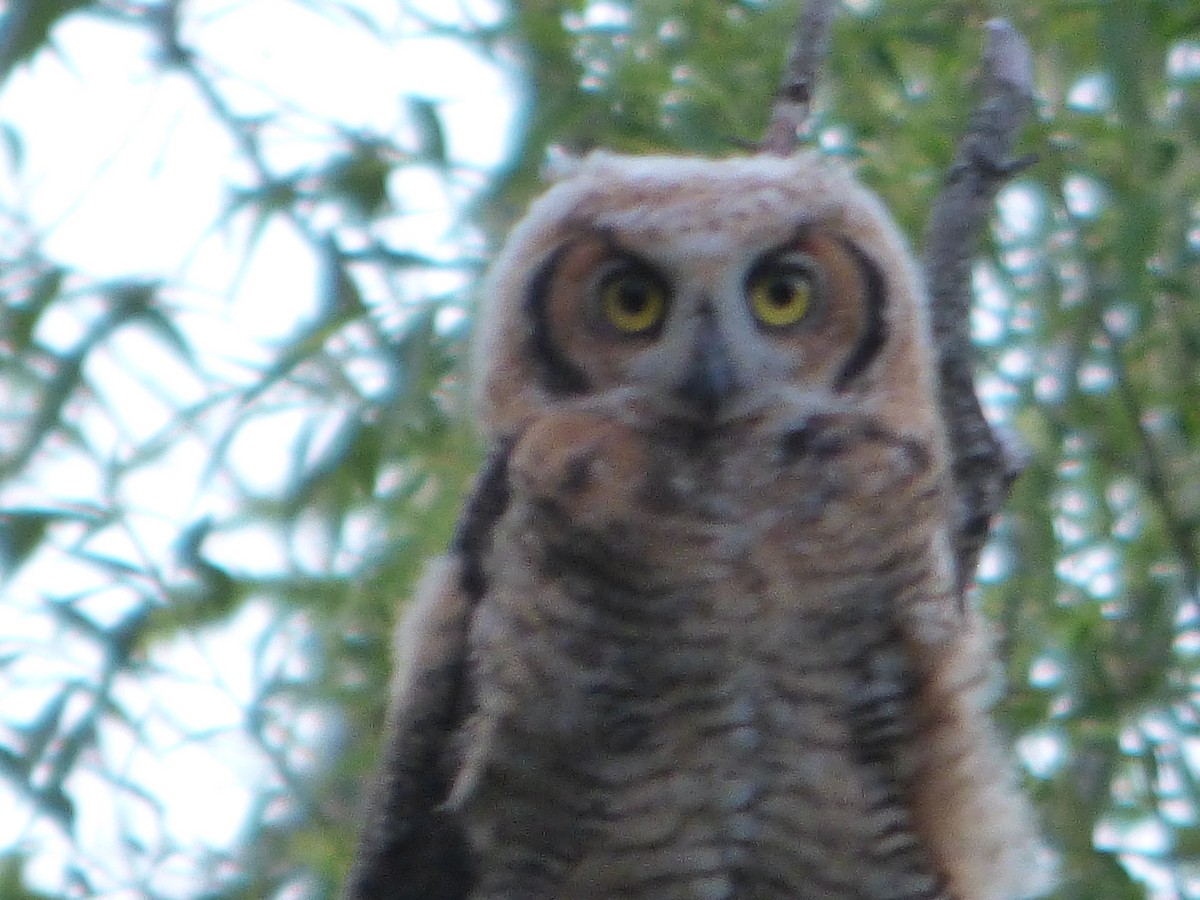 Great Horned Owl - ML618802271