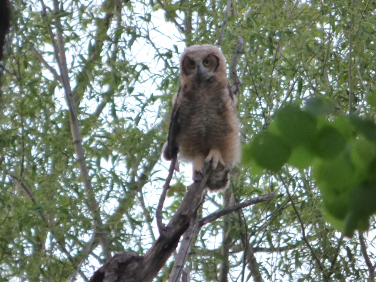 Great Horned Owl - ML618802273