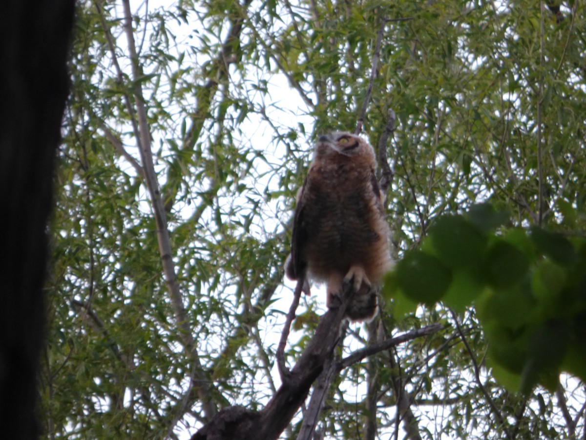 Great Horned Owl - ML618802274