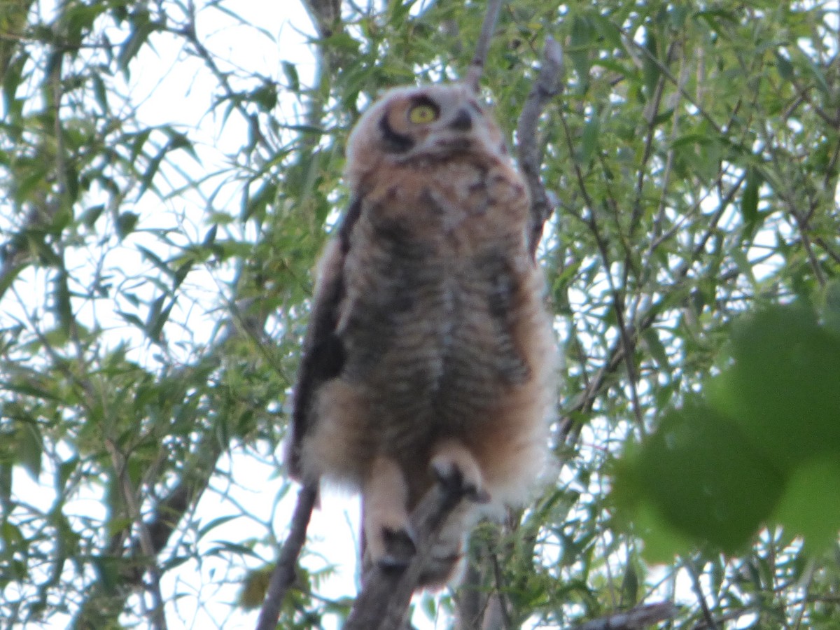 Great Horned Owl - ML618802275