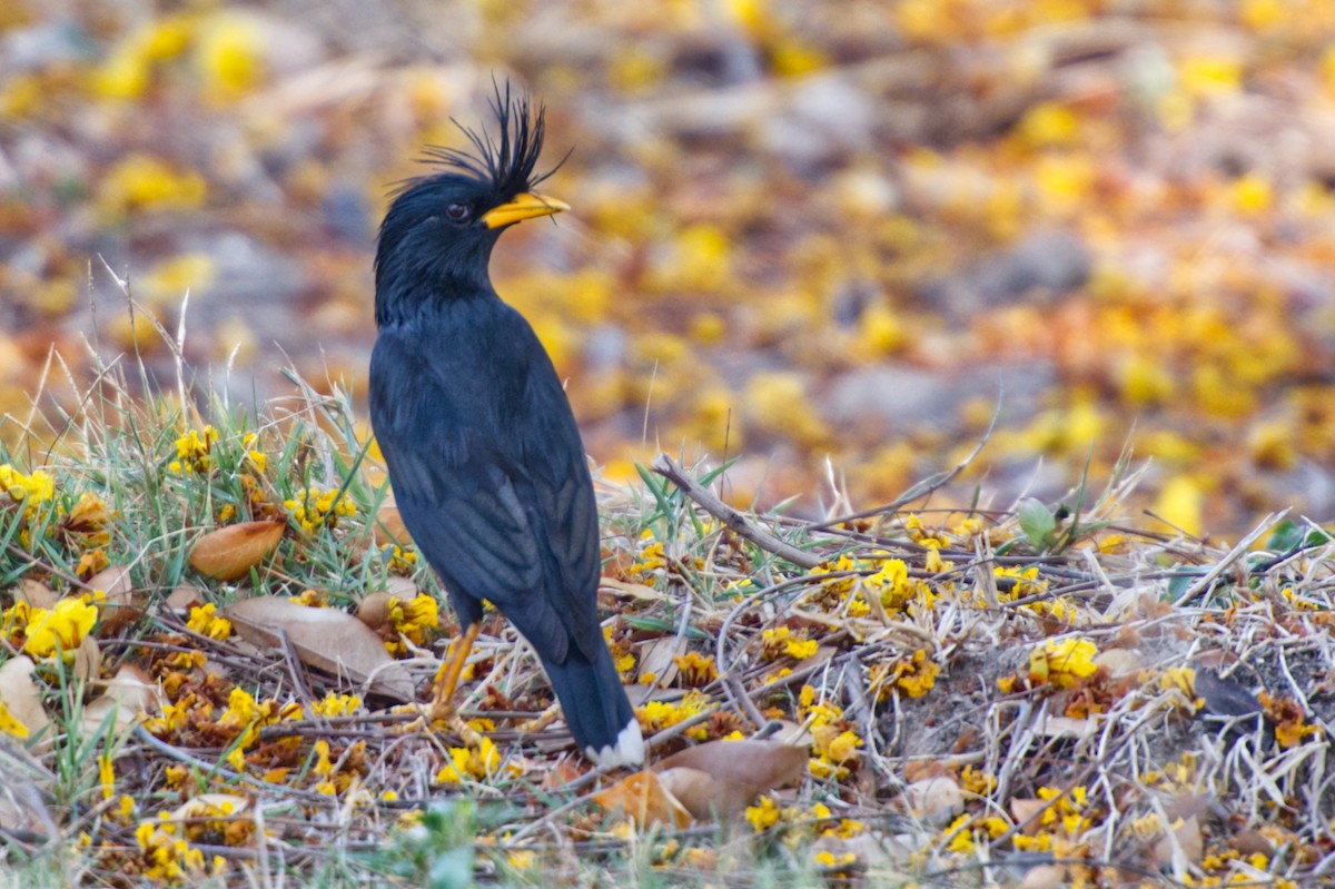 Great Myna - Adrian van der Stel