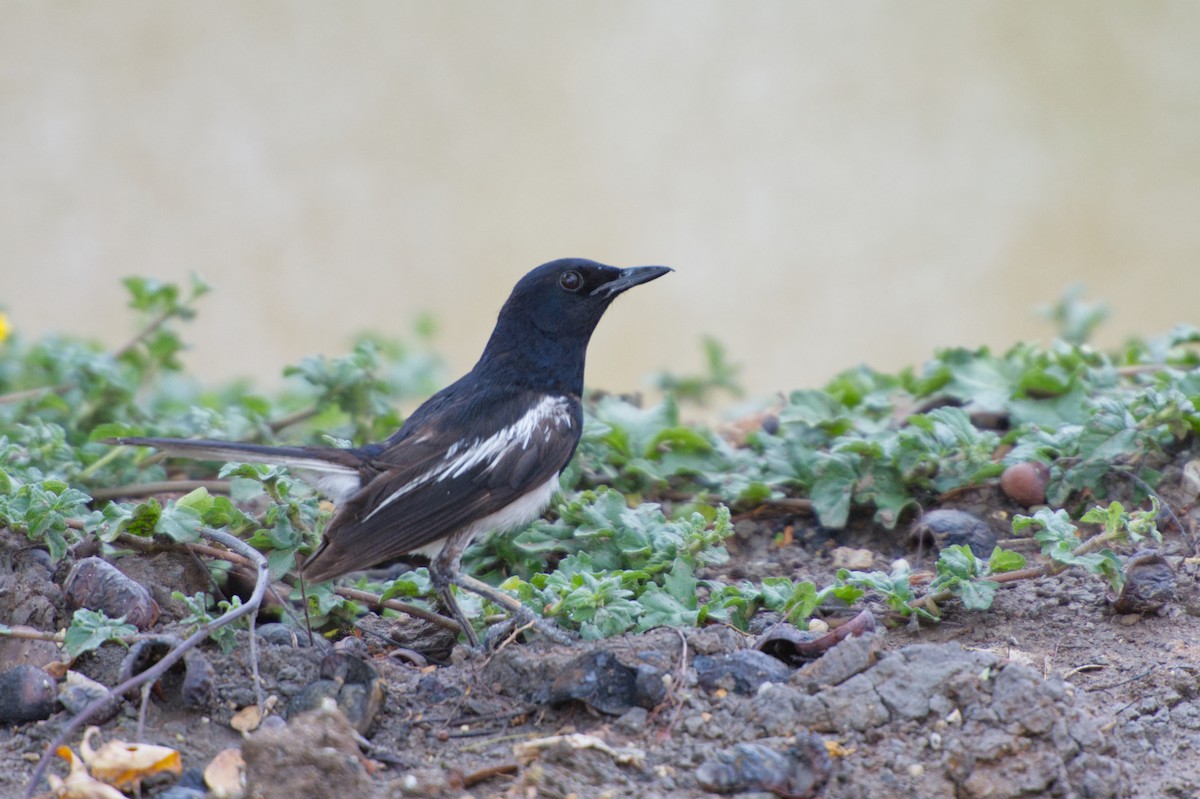 Oriental Magpie-Robin - Adrian van der Stel