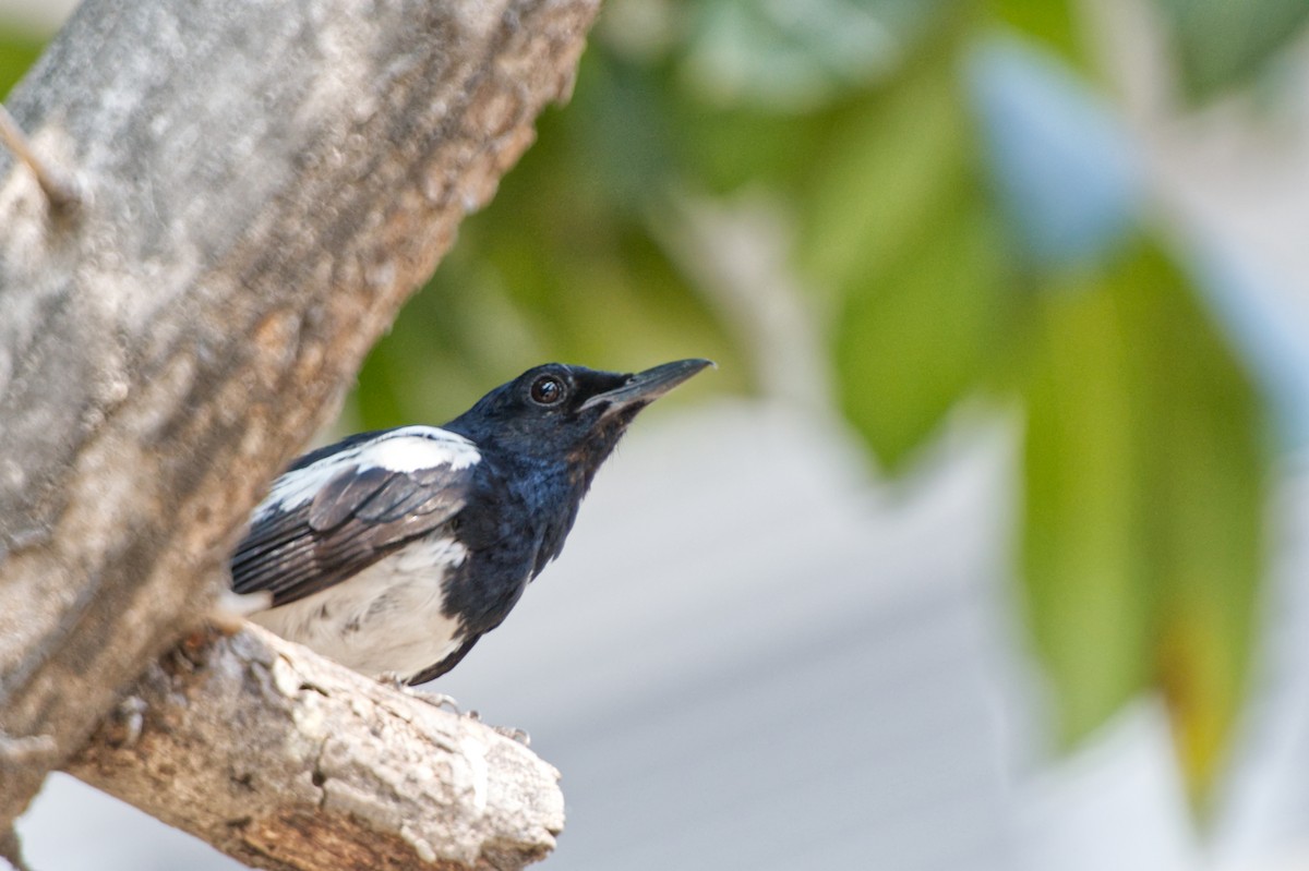 Oriental Magpie-Robin - ML618802301