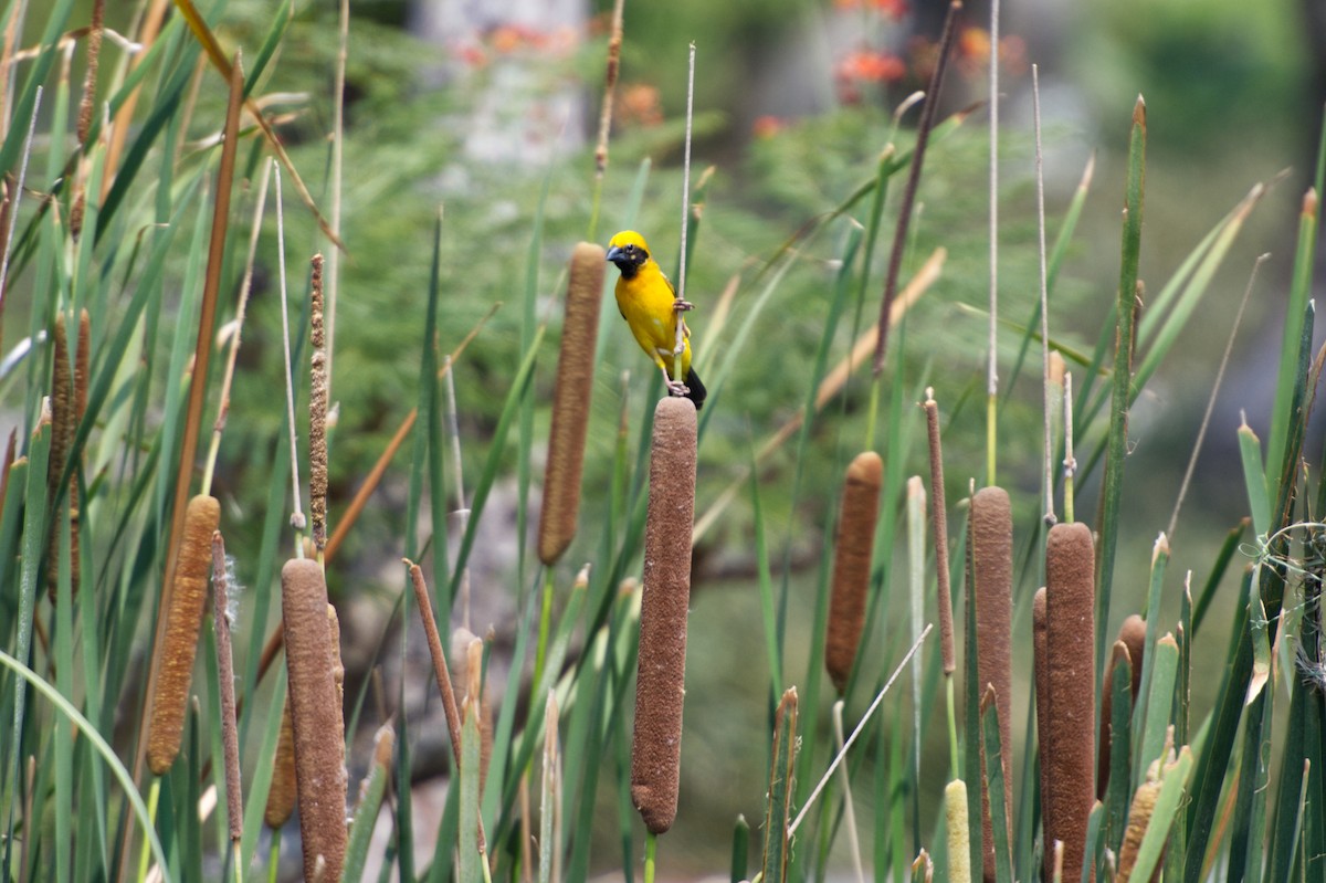 Asian Golden Weaver - Adrian van der Stel