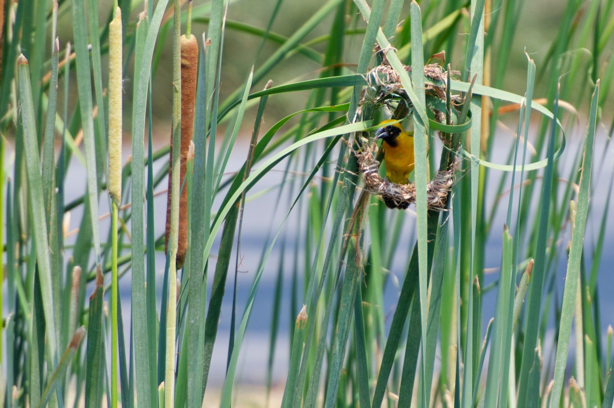 Asian Golden Weaver - ML618802308