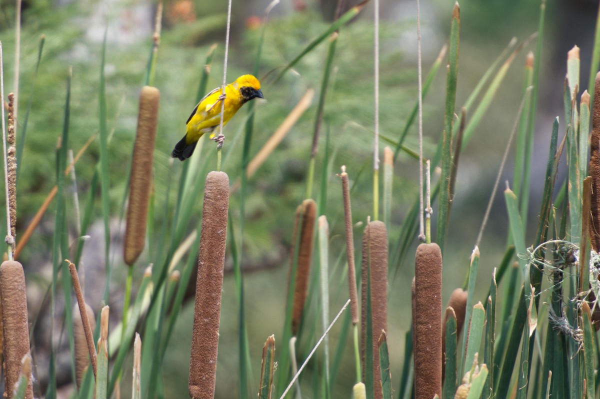 Asian Golden Weaver - Adrian van der Stel