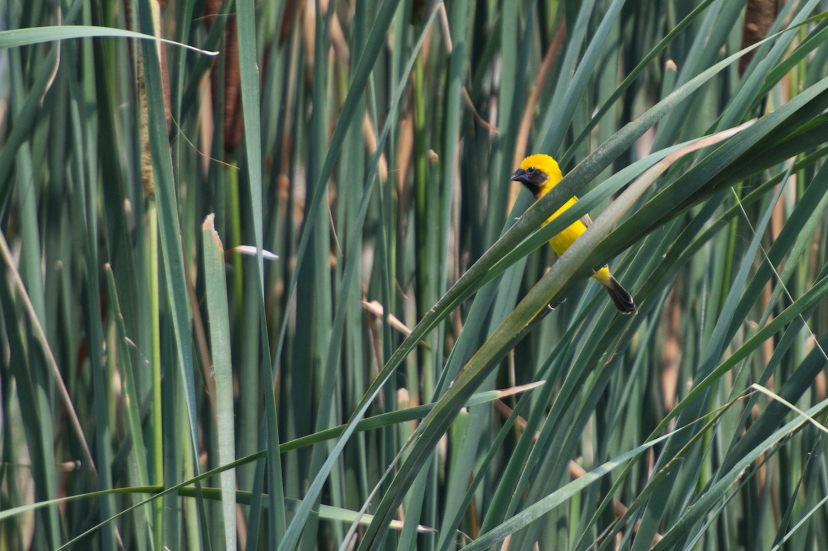 Asian Golden Weaver - ML618802310