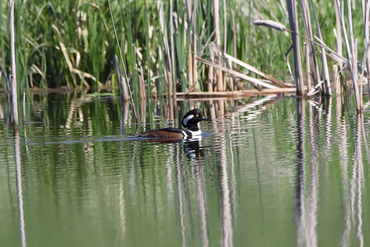 Hooded Merganser - Eric Habisch