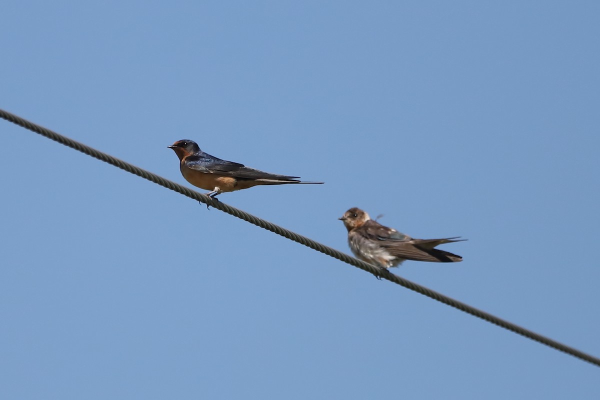 Barn Swallow - Eric Habisch