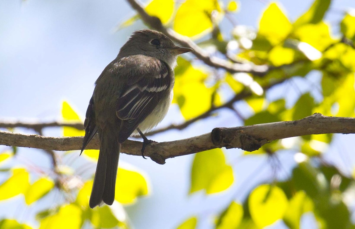 Least Flycatcher - Tom Devecseri