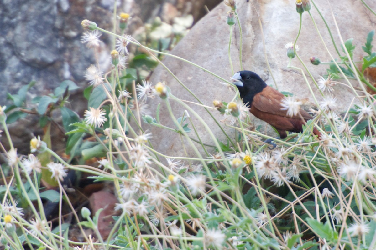 Chestnut Munia - ML618802326