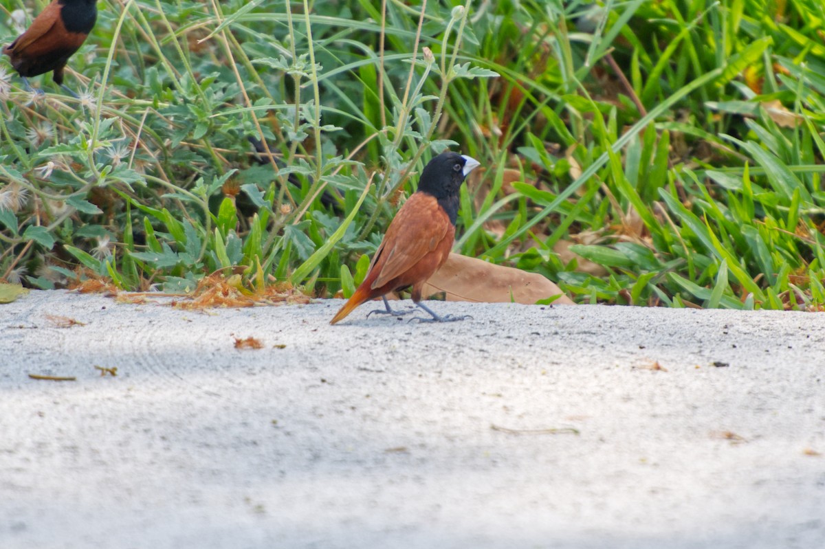 Chestnut Munia - ML618802327