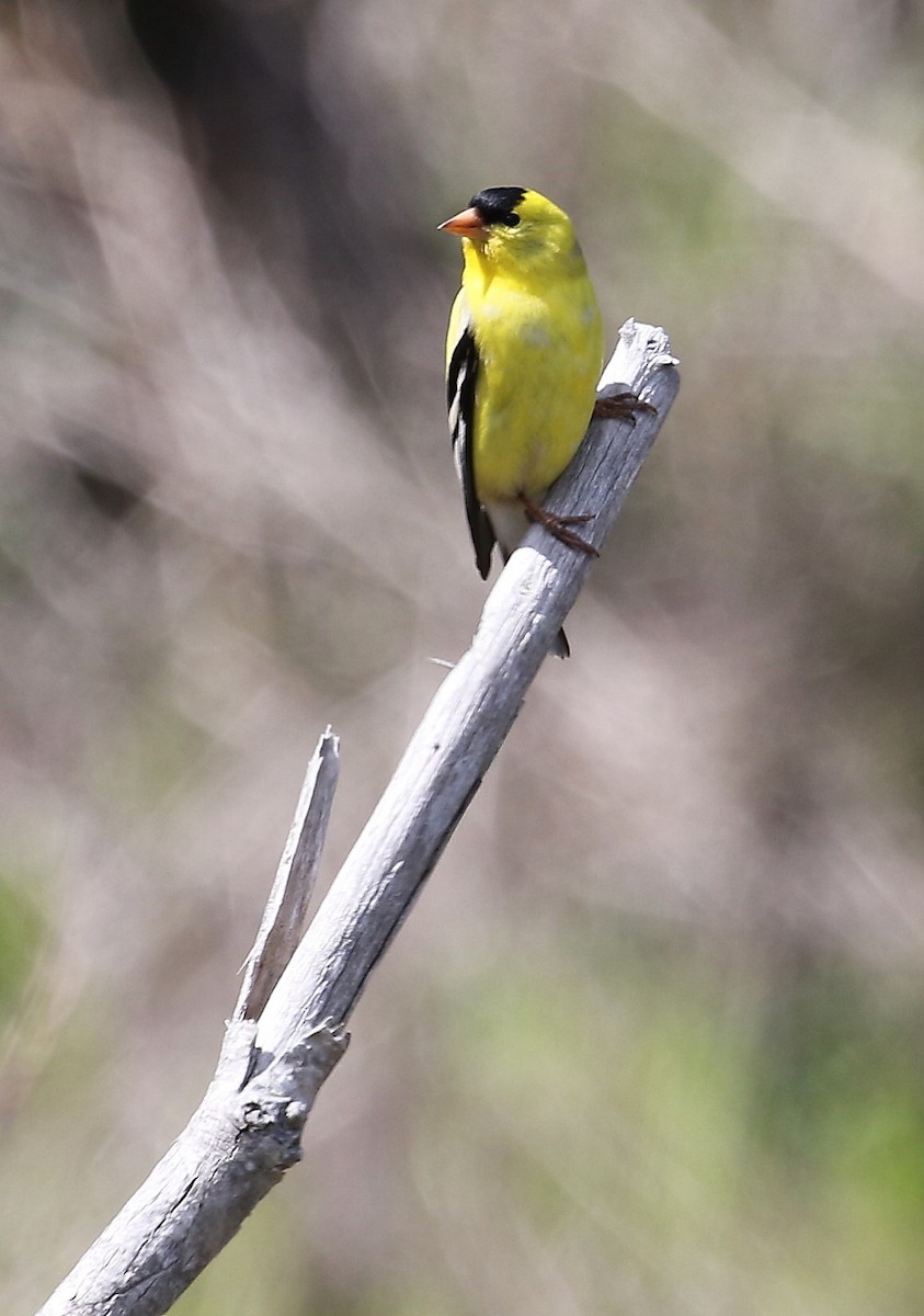 American Goldfinch - John F. Gatchet