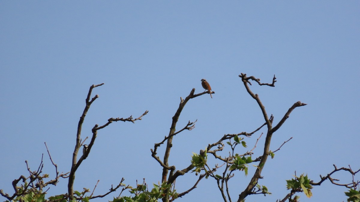 Meadow Bunting - YUKIKO ISHIKAWA