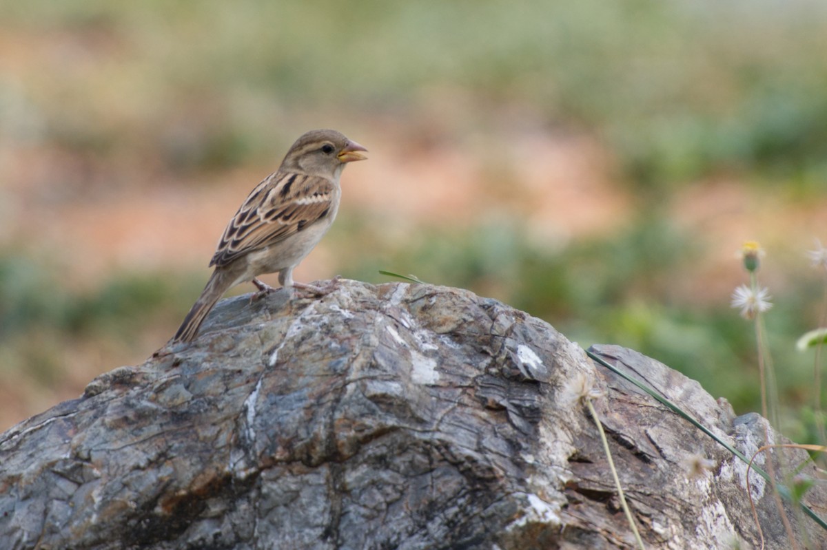 Moineau friquet - ML618802338