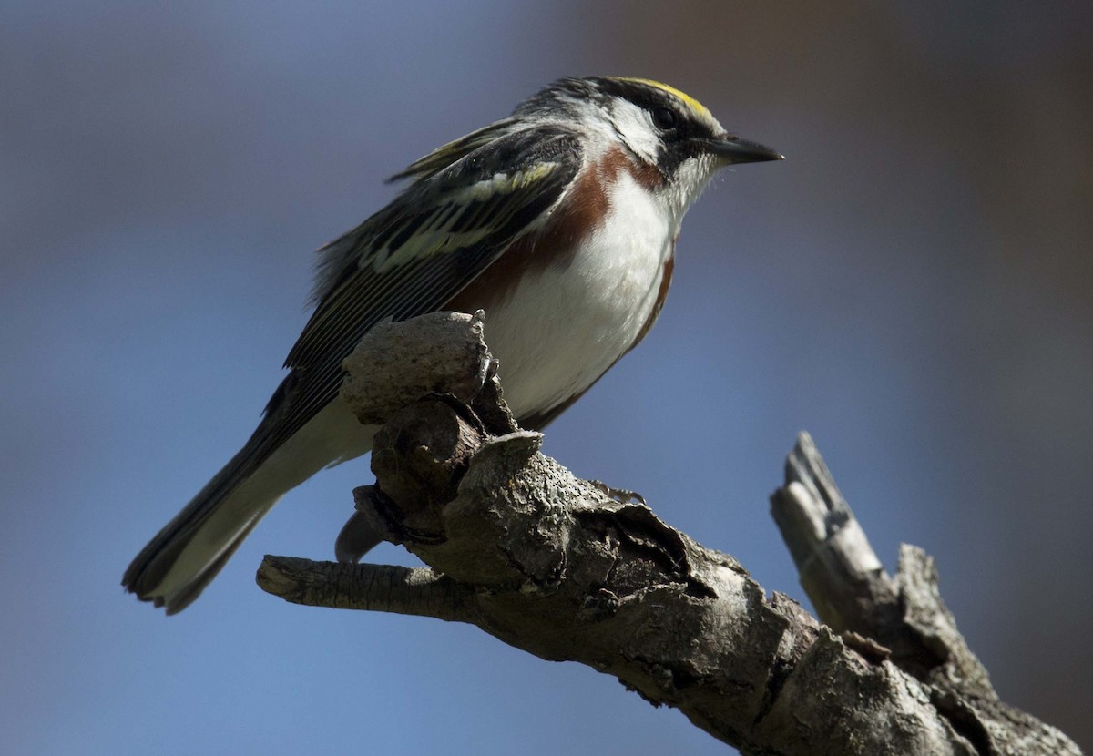 Chestnut-sided Warbler - Tom Devecseri