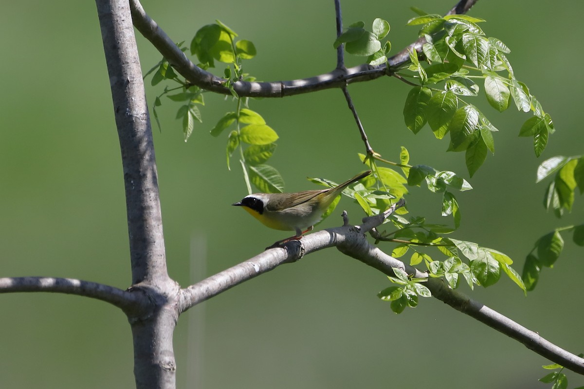 Common Yellowthroat - ML618802350