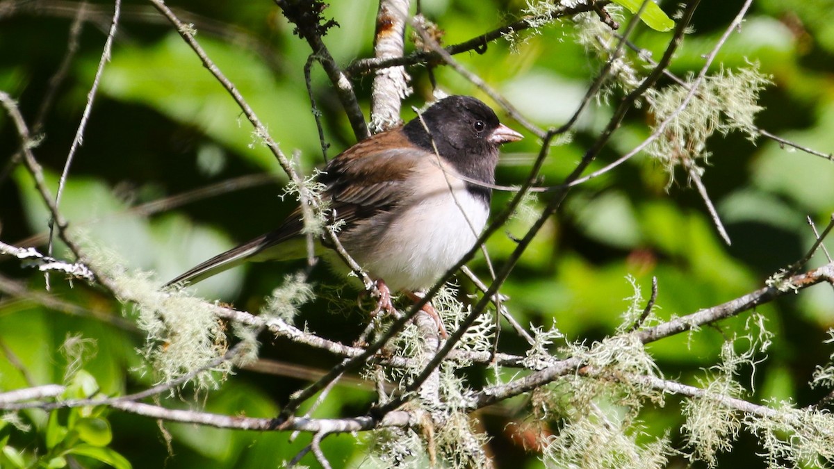 Dark-eyed Junco (Oregon) - John F. Gatchet