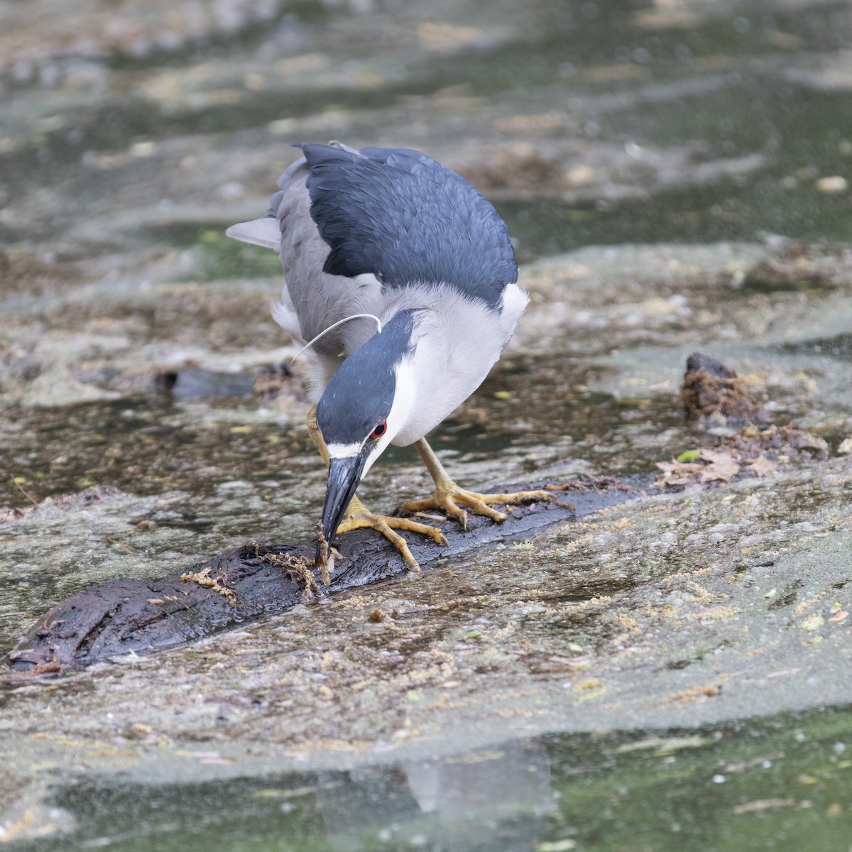 Black-crowned Night Heron - Doris Moreira Douek