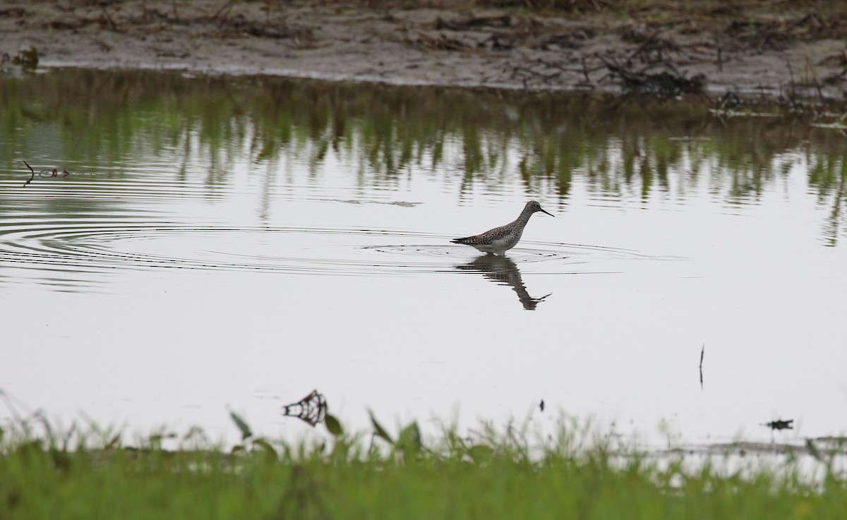 Lesser Yellowlegs - maggie peretto