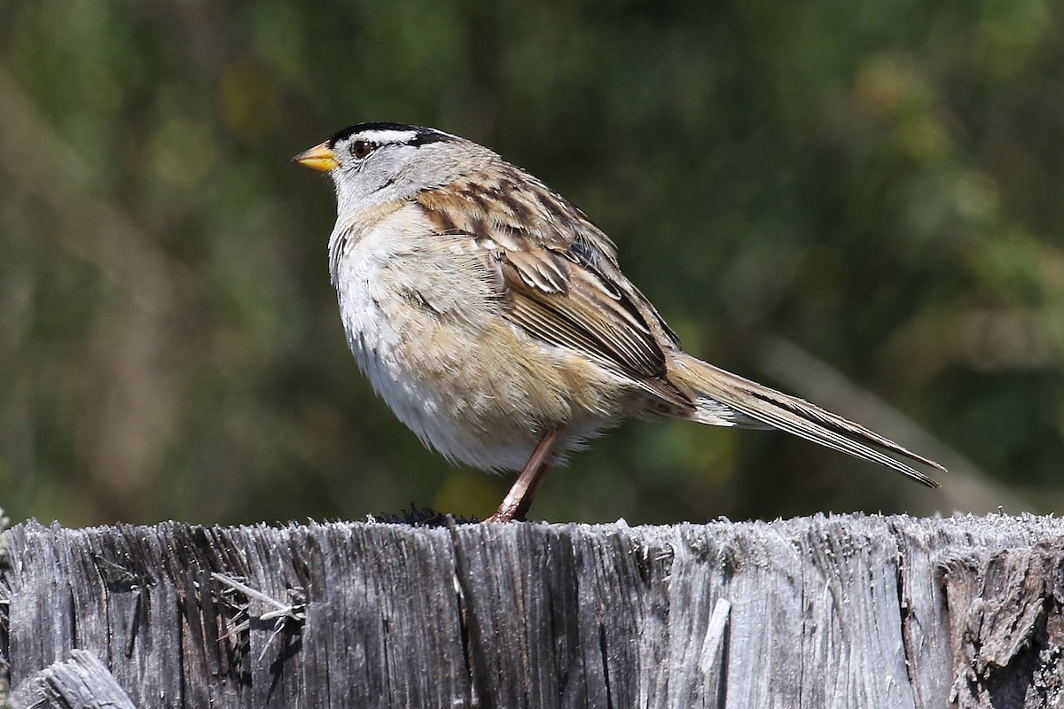 White-crowned Sparrow - John F. Gatchet