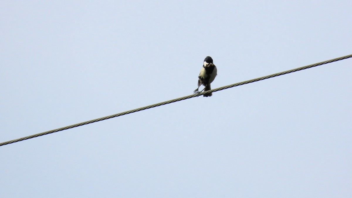 Japanese Tit - YUKIKO ISHIKAWA