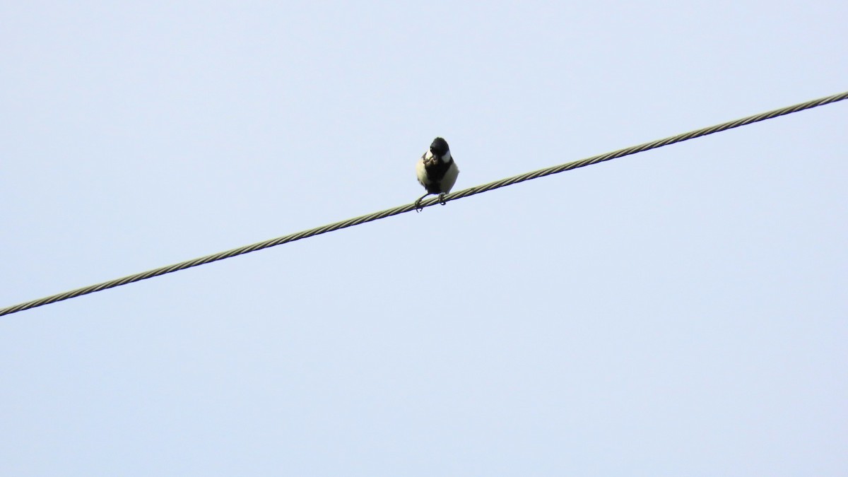 Japanese Tit - ML618802409