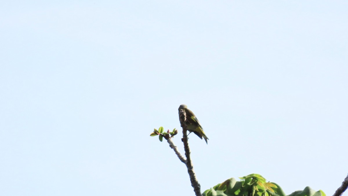 Oriental Greenfinch - ML618802414