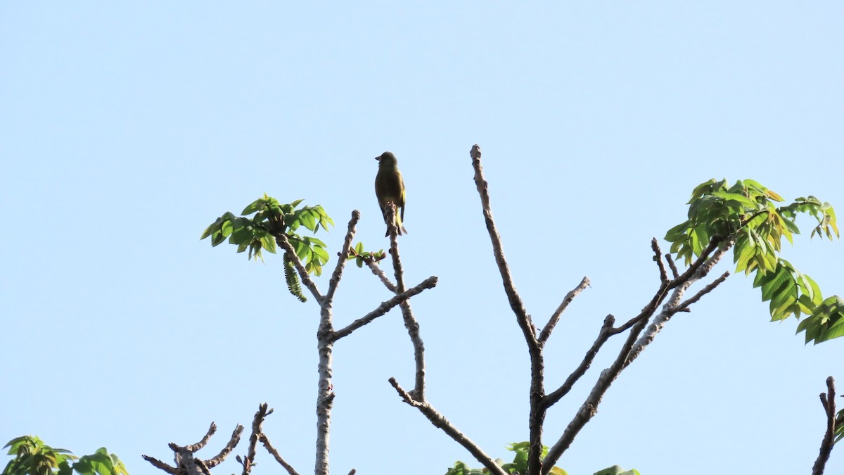 Oriental Greenfinch - ML618802415