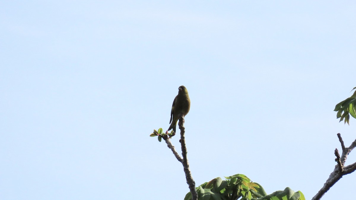 Oriental Greenfinch - ML618802416