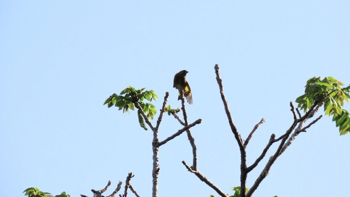 Oriental Greenfinch - ML618802417