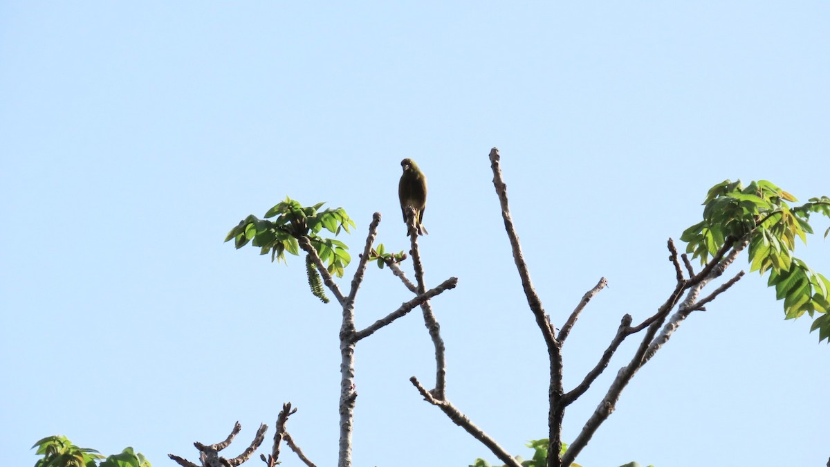 Oriental Greenfinch - ML618802418