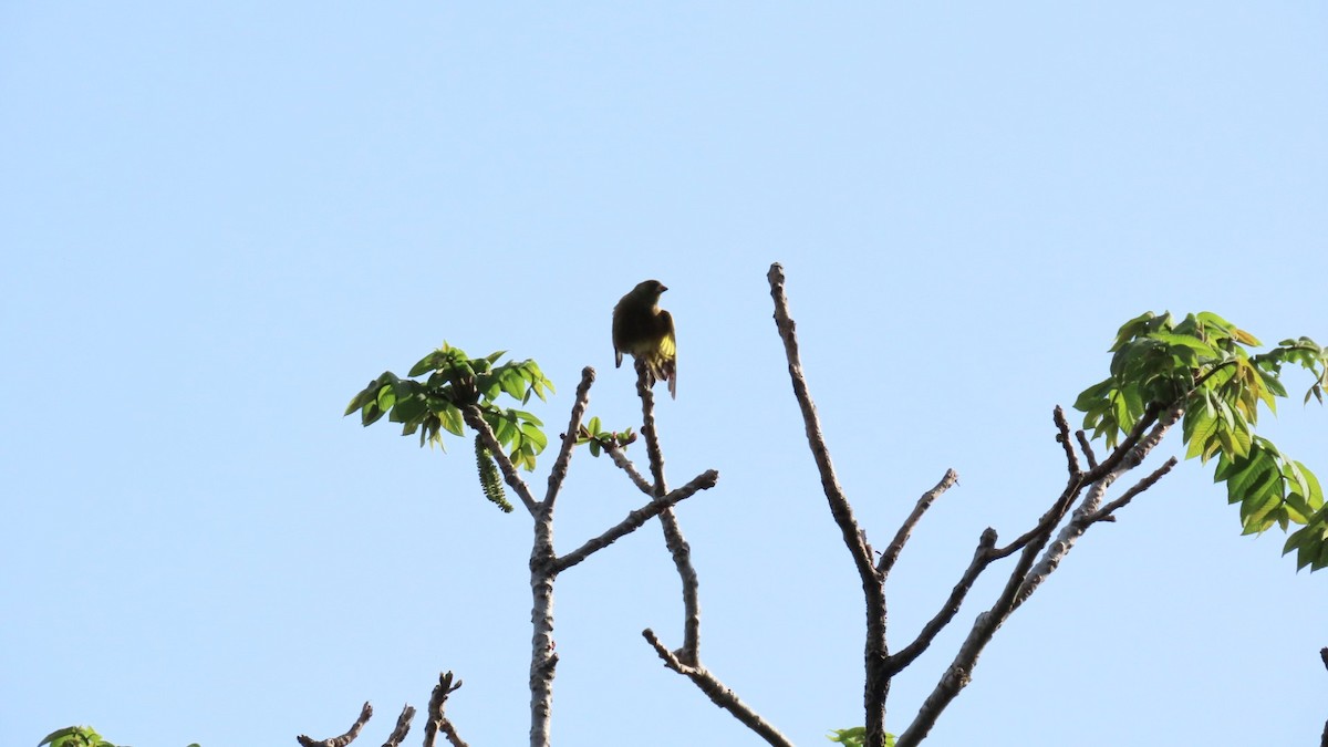 Oriental Greenfinch - ML618802419