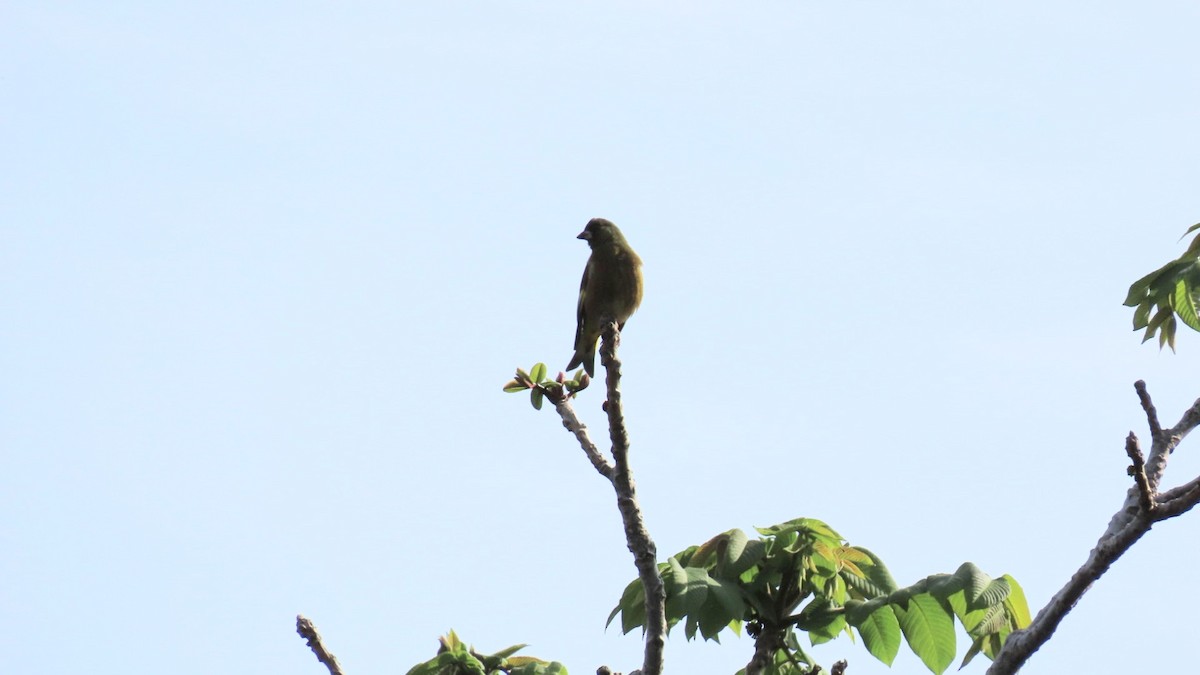 Oriental Greenfinch - ML618802420