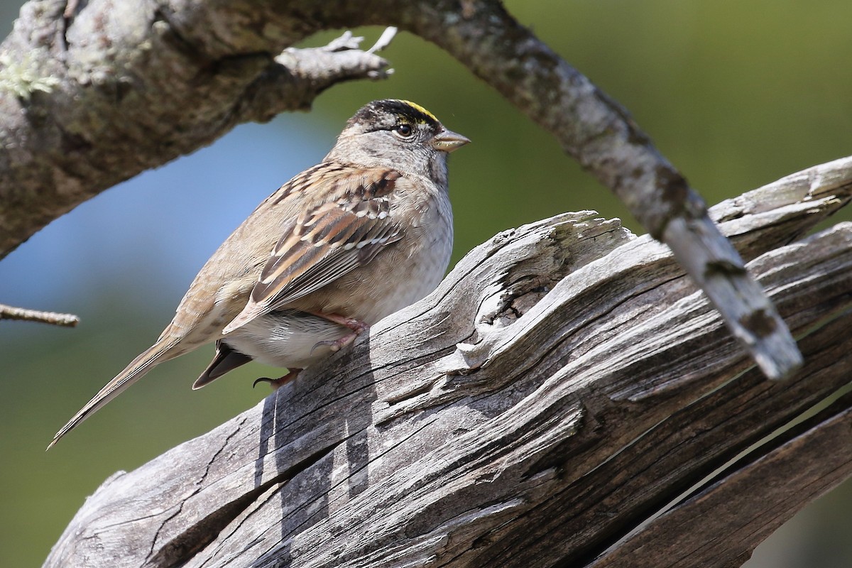 Golden-crowned Sparrow - John F. Gatchet