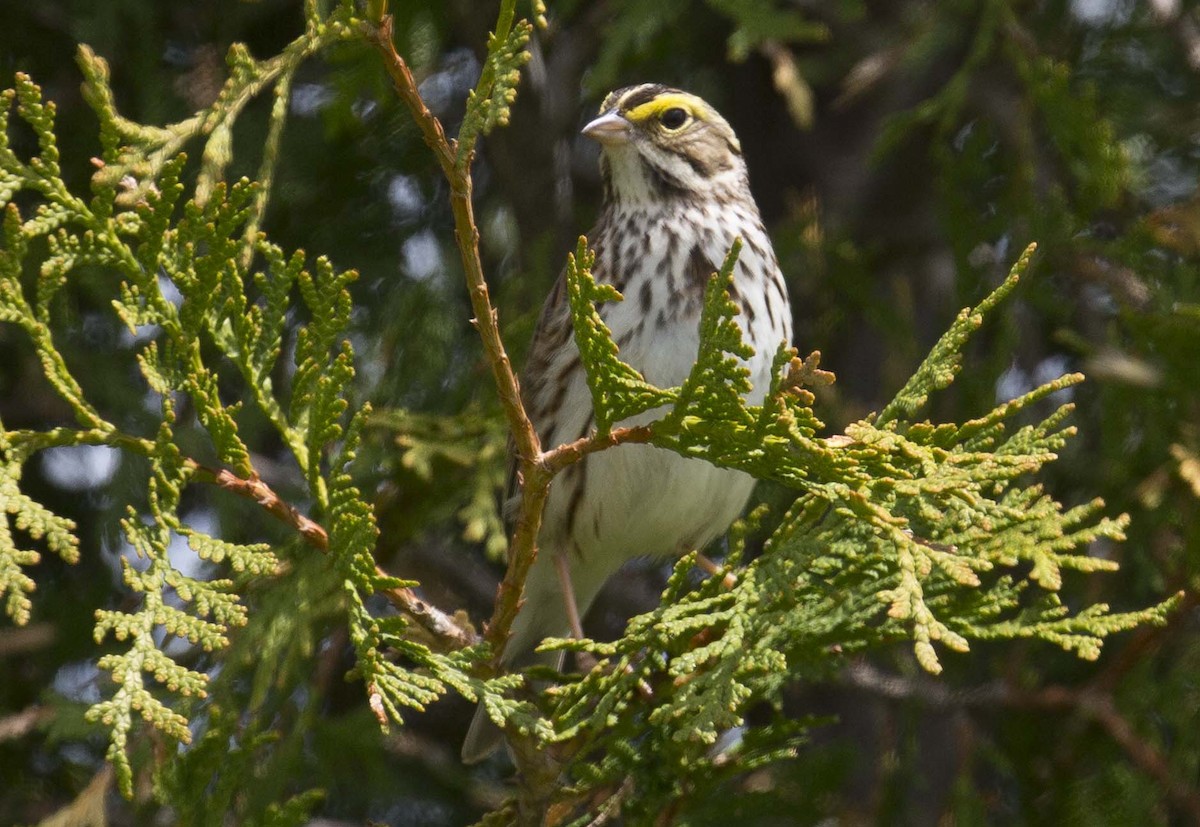 Savannah Sparrow - Tom Devecseri