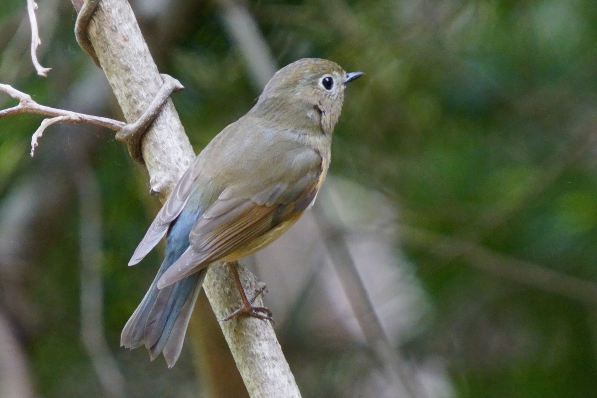 Red-flanked Bluetail - Osam y