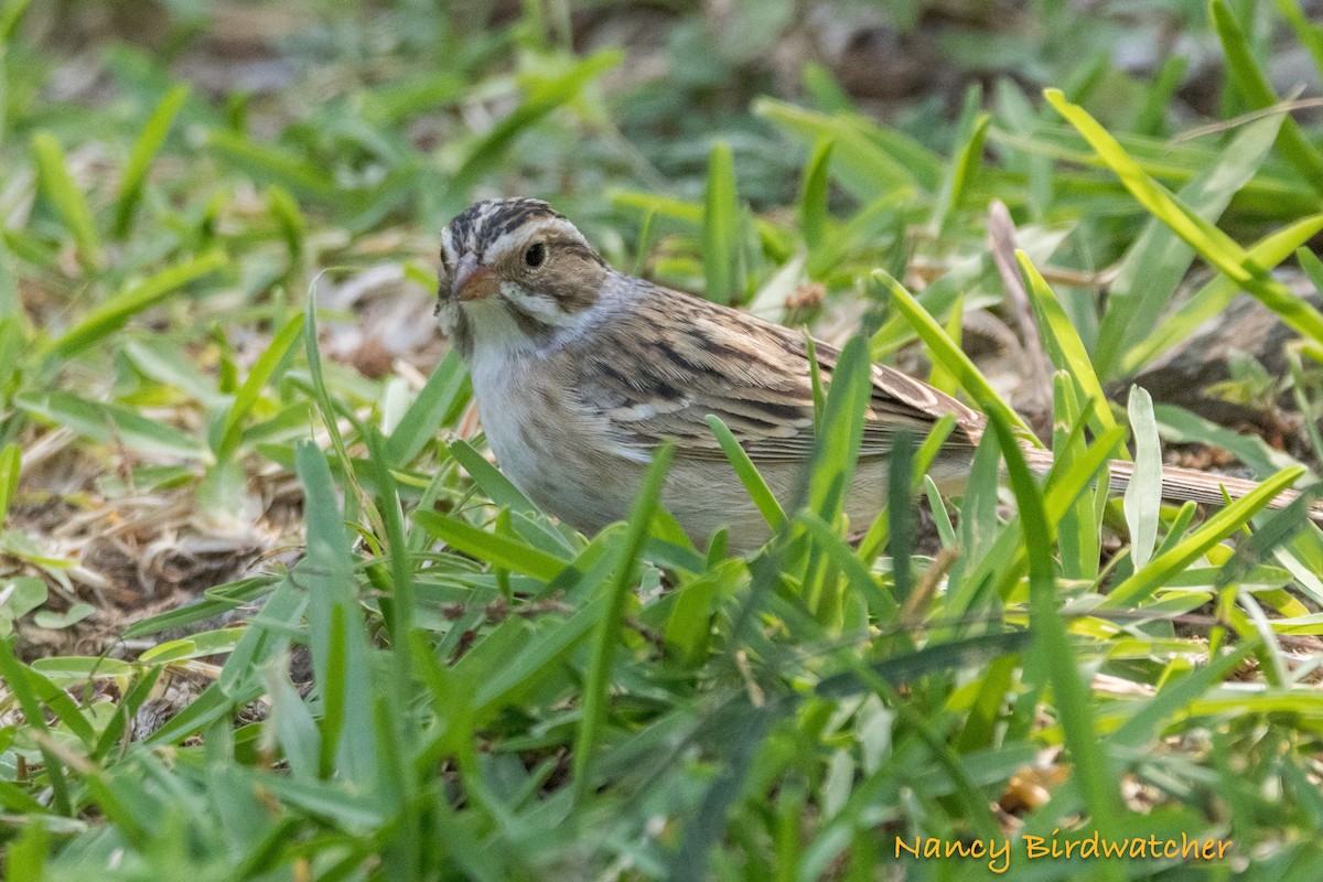 Clay-colored Sparrow - ML618802459
