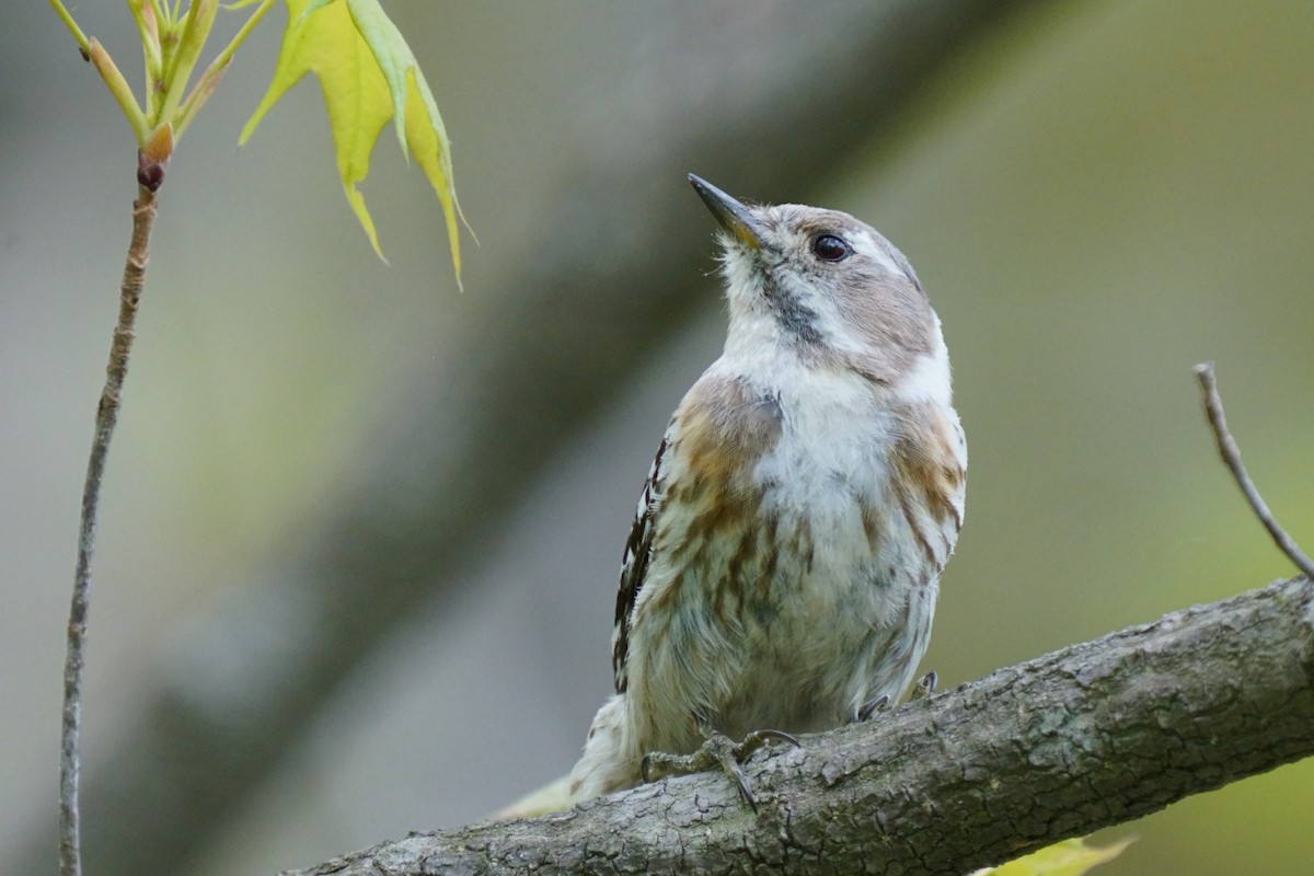 Japanese Pygmy Woodpecker - Osam y