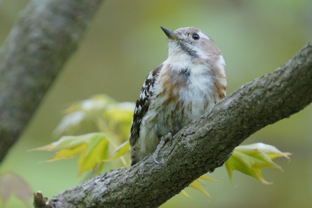 Japanese Pygmy Woodpecker - Osam y