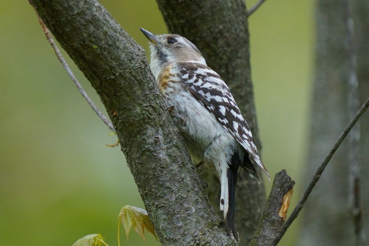 Japanese Pygmy Woodpecker - Osam y