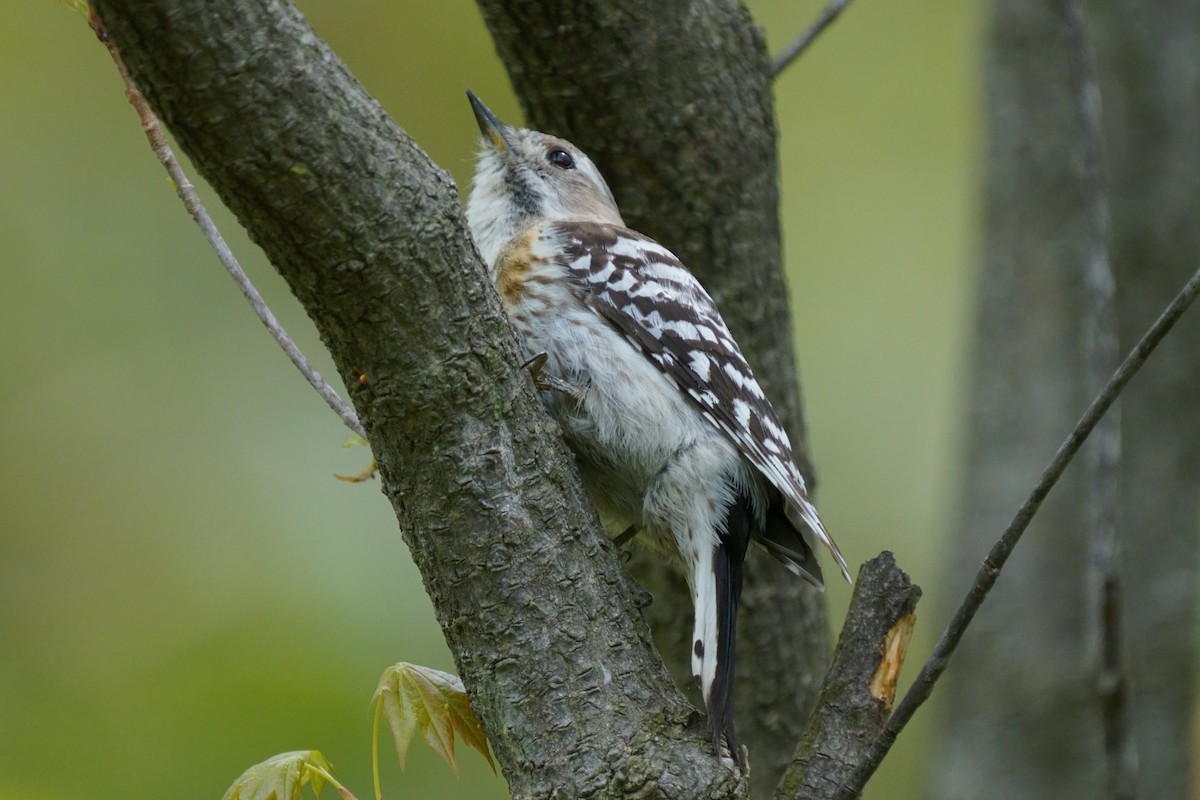 Japanese Pygmy Woodpecker - Osam y