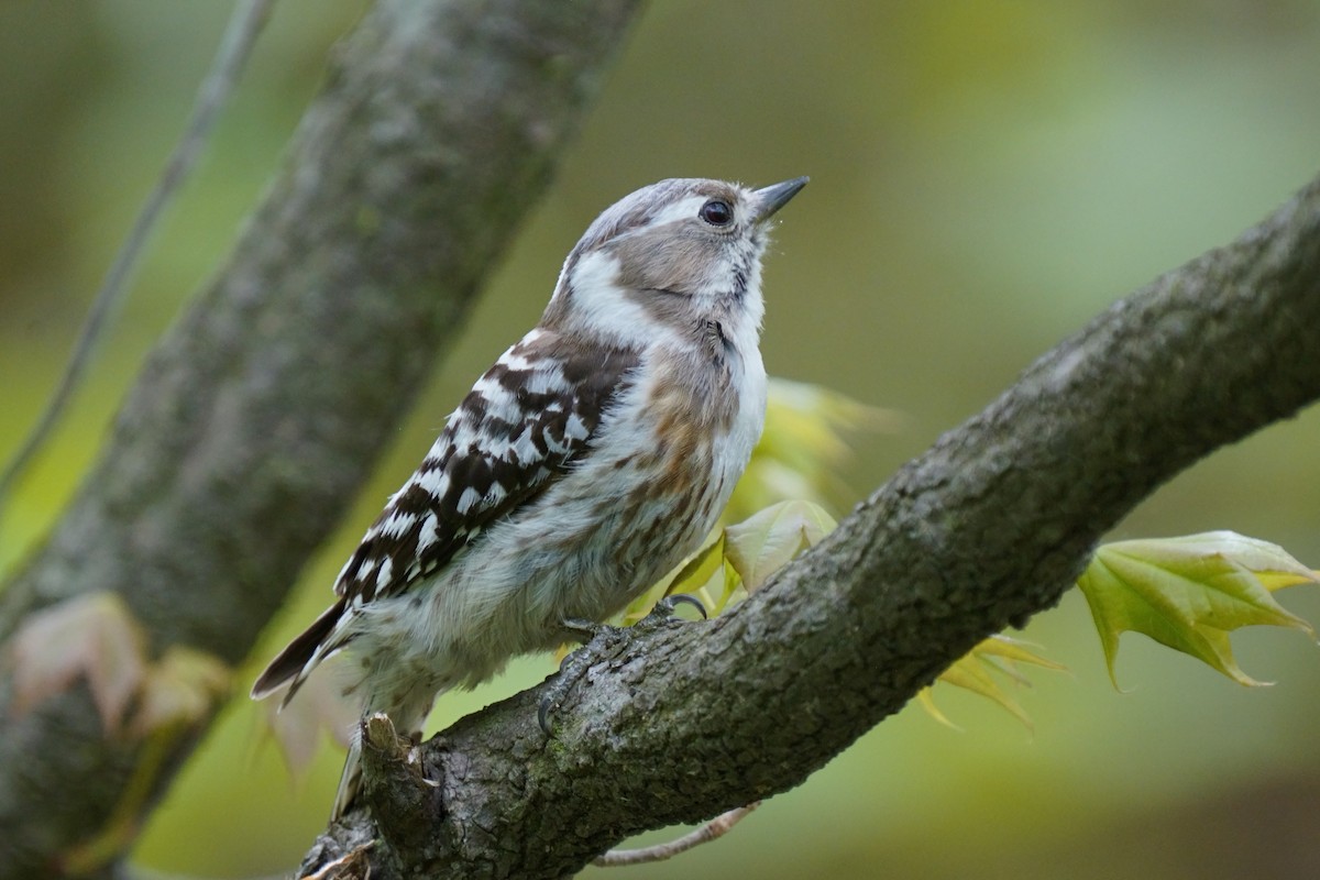 Japanese Pygmy Woodpecker - Osam y