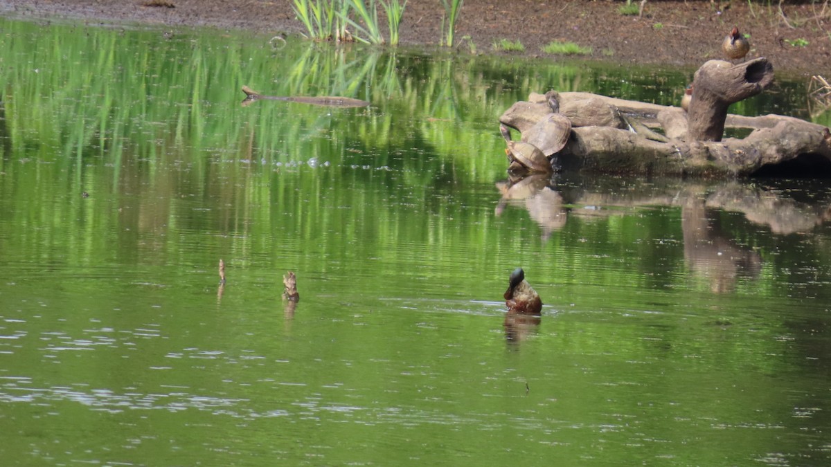 Green-winged Teal - YUKIKO ISHIKAWA