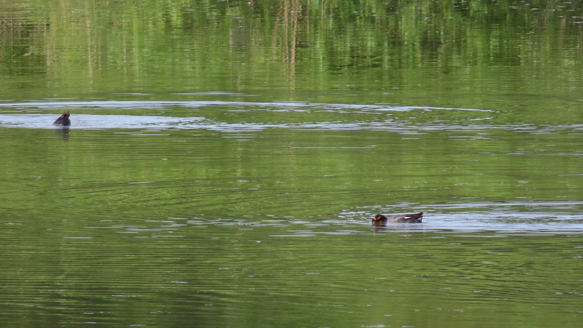 Green-winged Teal - YUKIKO ISHIKAWA