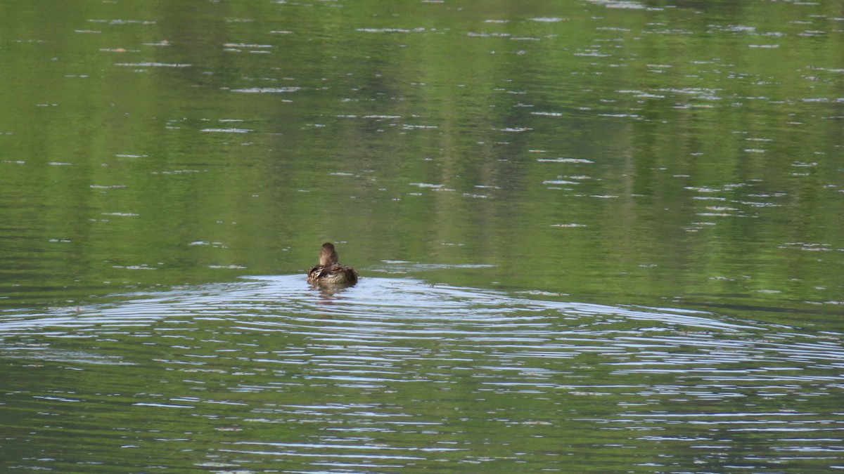 Green-winged Teal - YUKIKO ISHIKAWA