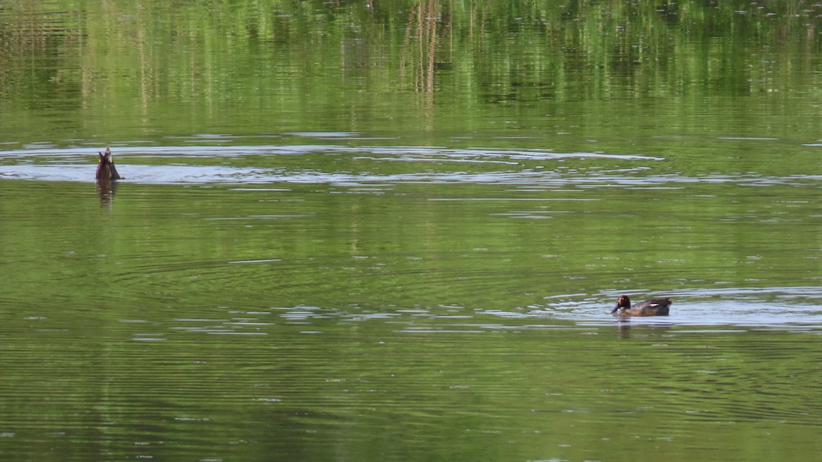 Green-winged Teal - YUKIKO ISHIKAWA